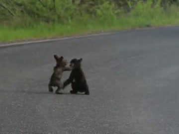 Dos cachorros de oso (29-9-2011)