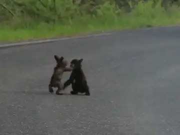 Dos cachorros de oso (29-9-2011) Dos cachorros de oso (29-9-2011)