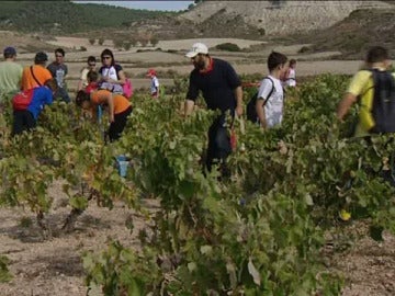 Vendimiadores, enólogos y sumilleres por un día