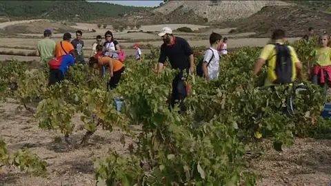 Vendimiadores, enólogos y sumilleres por un día Vendimiadores, enólogos y sumilleres por un día