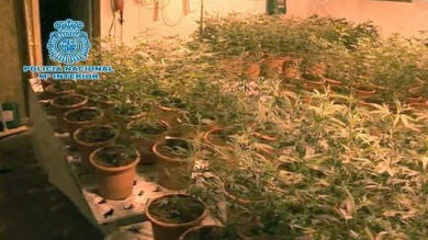 Detenida una pareja de ancianos y un joven que distribuían marihuana