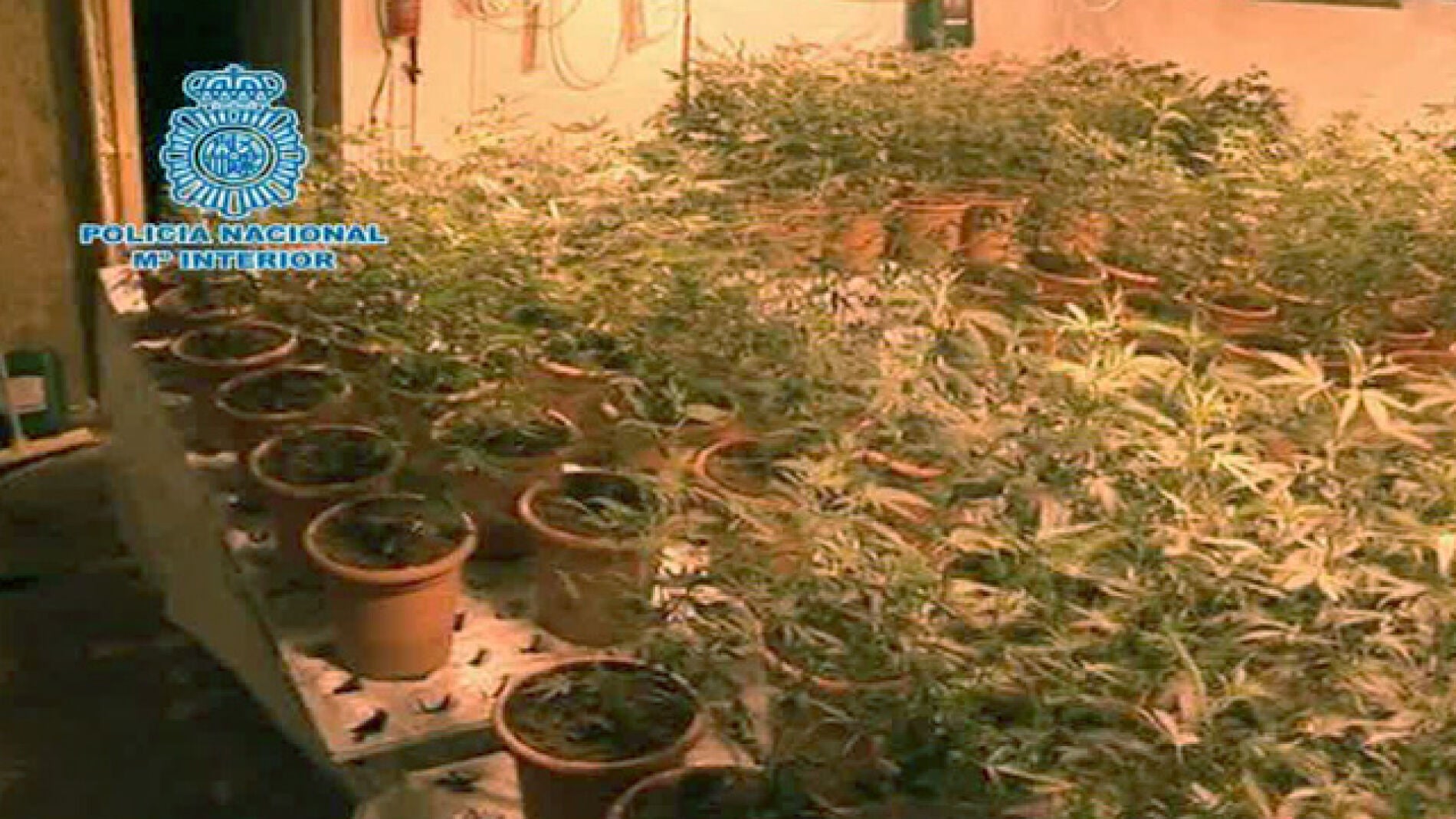 Plantaci&oacute;n de marihuana