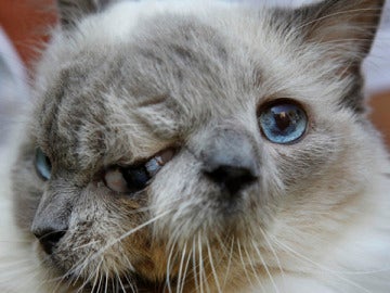 Un gato con tres ojos (30-9-2011)