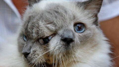 Un gato con tres ojos (30-9-2011)