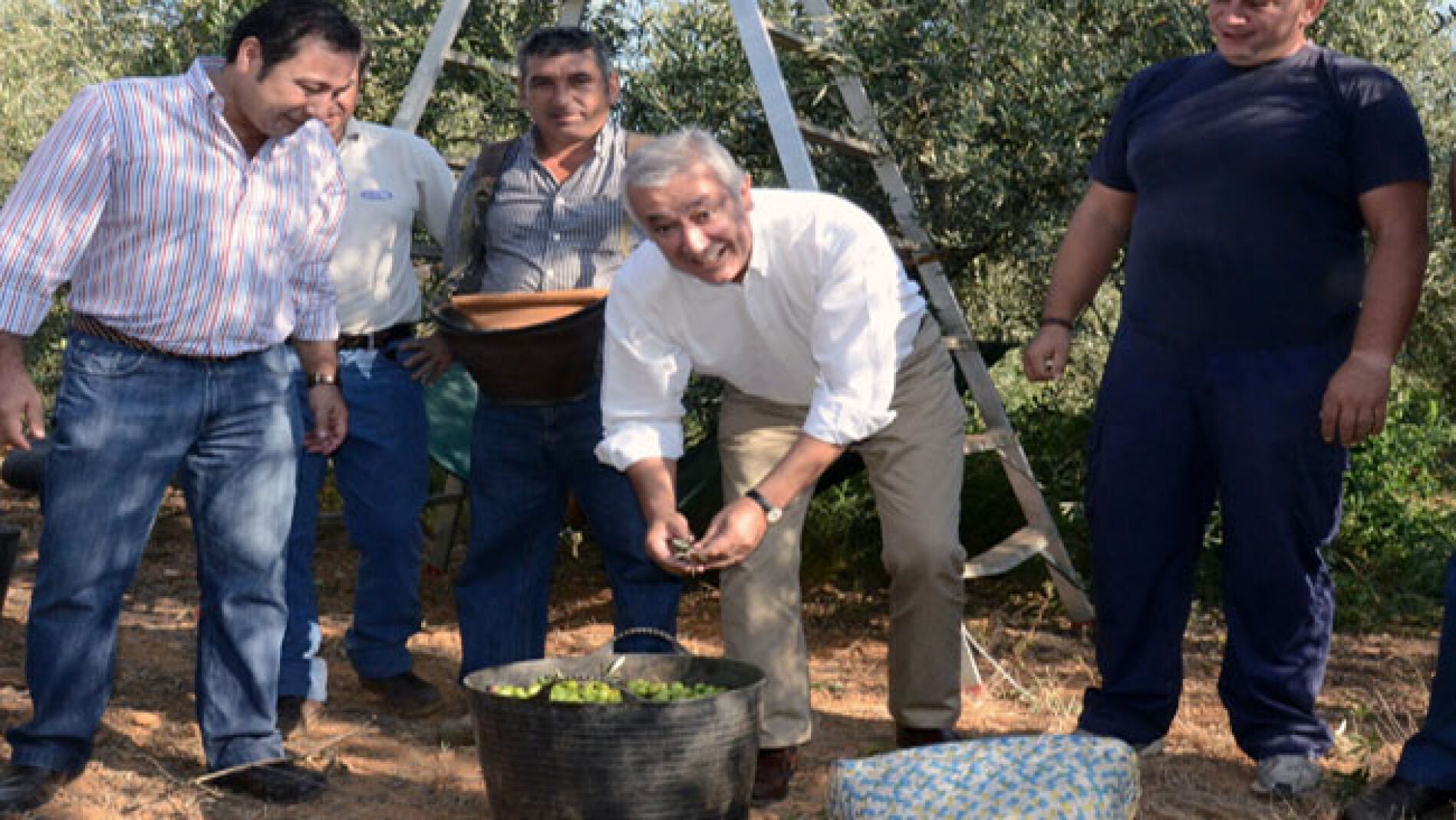 Javier Arenas visita una plantación de olivos en Andalucía.