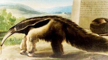 Lienzo sobre un oso hormiguero que se atribuye a Francisco de Goya.