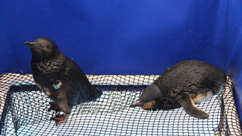 Ping&uuml;inos cubiertos de petr&oacute;leo