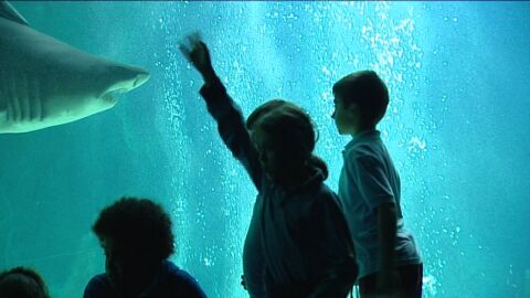 Ni&ntilde;os entre tiburones (29-10-11)