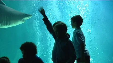 Niños entre tiburones (29-10-11) Niños entre tiburones (29-10-11)