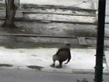 El terrorista es abatido por un francotirador El terrorista es abatido por un francotirador