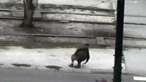 El terrorista es abatido por un francotirador El terrorista es abatido por un francotirador