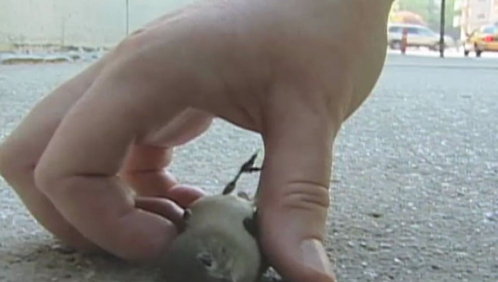 Un pájaro muerto tras estrellarse contra un edificio