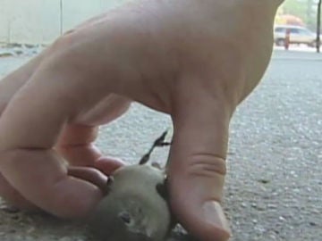 Un pájaro muerto tras estrellarse contra un edificio