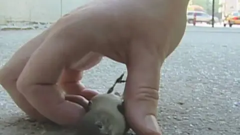 Un pájaro muerto tras estrellarse contra un edificio Un pájaro muerto tras estrellarse contra un edificio
