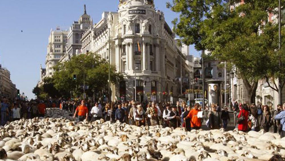 Un rebaño de 5.000 ovejas tomó las calles de la capital