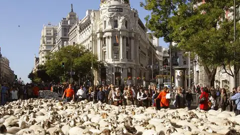 Un rebaño de 5.000 ovejas tomó las calles de la capital Un rebaño de 5.000 ovejas tomó las calles de la capital