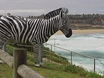 Una cebra gigante embellece la costa australiana