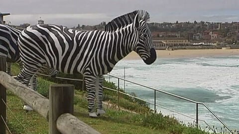 Una cebra gigante embellece la costa australiana