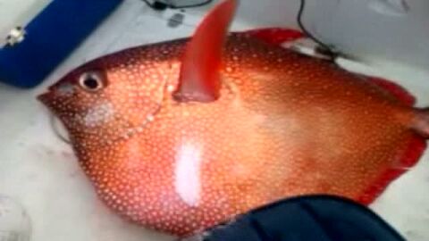 Un pez luna de 62 kilos