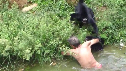 Ataque de los monos al mec&aacute;nico borracho