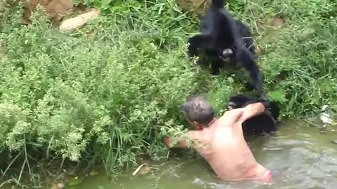 Ataque de los monos al mecánico borracho Ataque de los monos al mecánico borracho