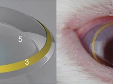 Lentillas de realidad amentada