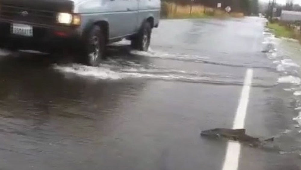 Un samón trata de cruzar la carretera en Washington