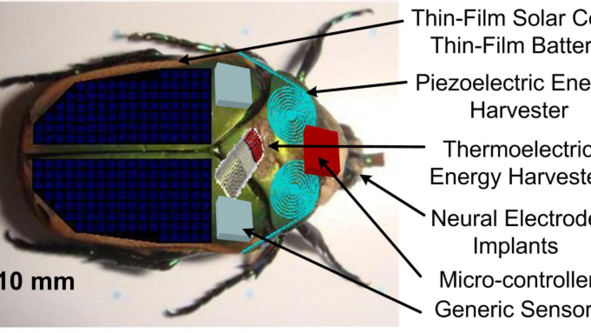 La energ&iacute;a biol&oacute;gica del insecto prolonga la bater&iacute;a de la parte mec&aacute;nica que se le incorpora.