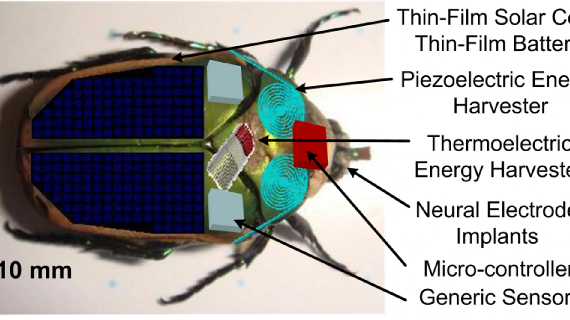 La energía biológica del insecto prolonga la batería de la parte mecánica que se le incorpora. La energía biológica del insecto prolonga la batería de la parte mecánica que se le incorpora.