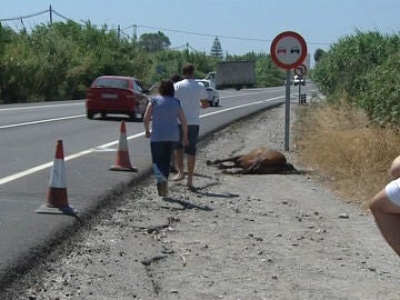 Accidentes de tráfico causados por animales