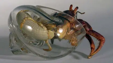 Casas con vistas para cangrejos Casas con vistas para cangrejos