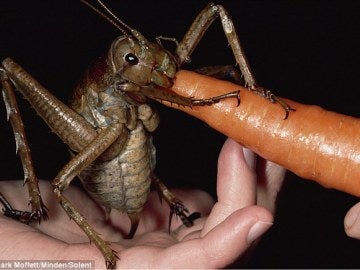 El insecto más pesado del mundo