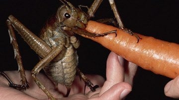 El insecto más pesado del mundo
