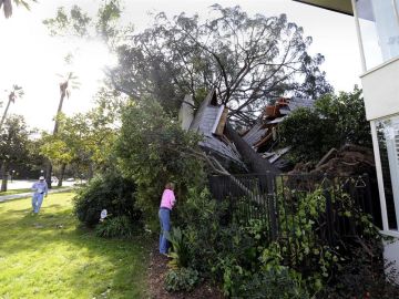 Árbol derribado por el viento