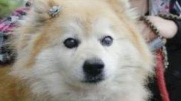 Pusuke, el perro más viejo del mundo