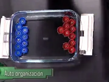Auto organización Auto organización
