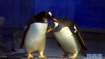 La pareja de pingüinos del zoo Harbin