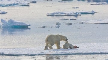 Oso polar comiéndose a otro oso