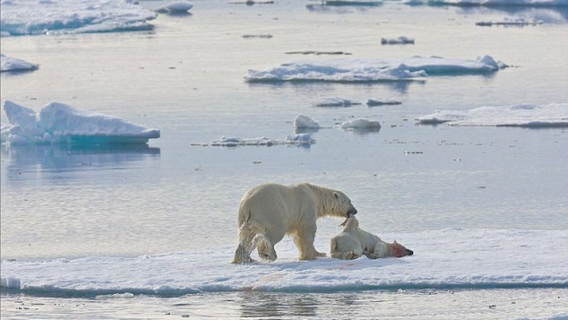 Oso polar comi&eacute;ndose a otro oso