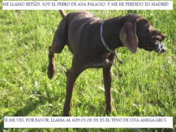 El perro de Ana Palacio El perro de Ana Palacio