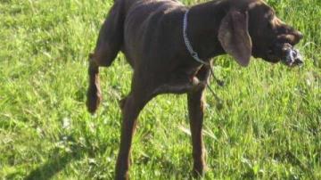 El perro de Ana Palacio