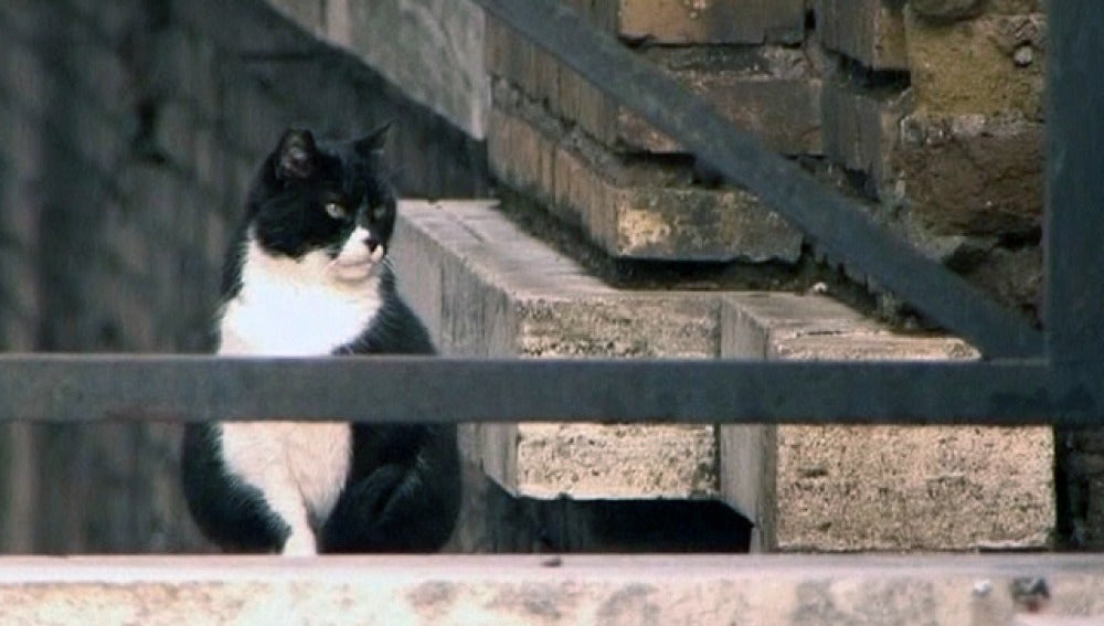 Tomassino, el gato multimillonario
