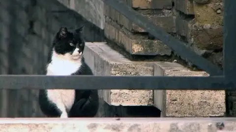 Tomassino, el gato multimillonario Tomassino, el gato multimillonario