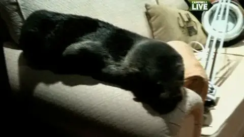 Una foca en el sofá de casa Una foca en el sofá de casa