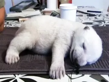 Osito polar Osito polar