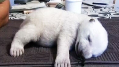 Una cría de oso polar es adoptada por sus cuidadores tras ser abandonada