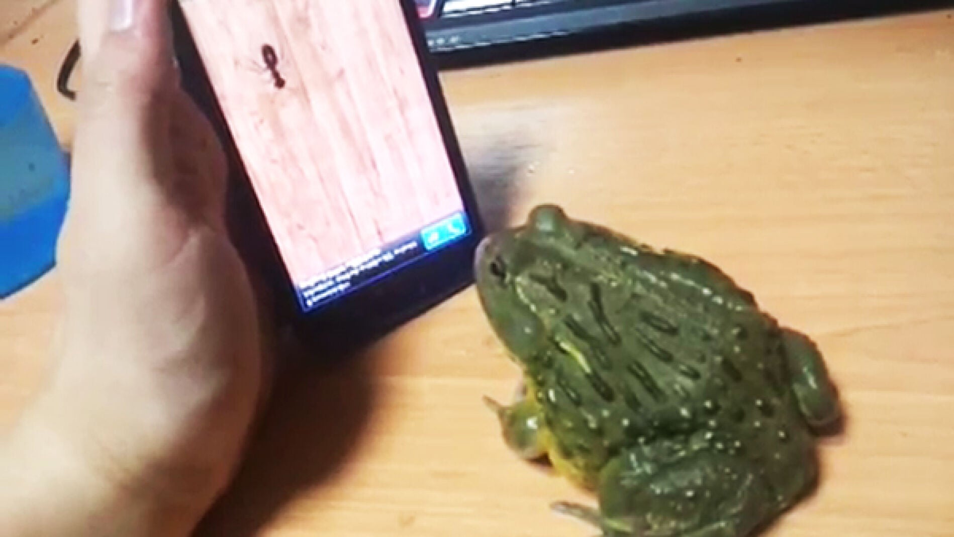 Al sapo que no le gustaba jugar.