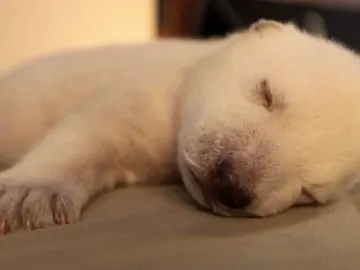 Siku, un bebe oso polar abandonado por su madre Siku, un bebe oso polar abandonado por su madre