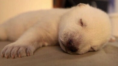 Un pequeño oso polar abandonado triunfa en Internet