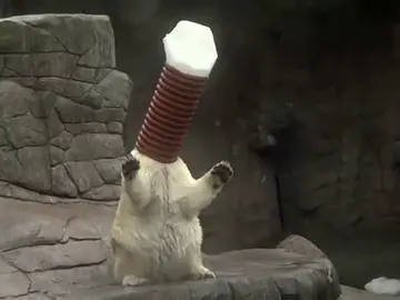 Oso polar con difucultades Oso polar con difucultades